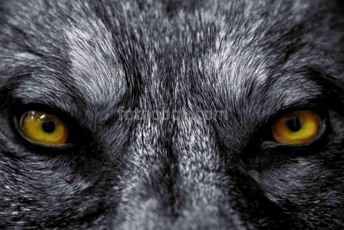 волк, природа, животные, хищник
