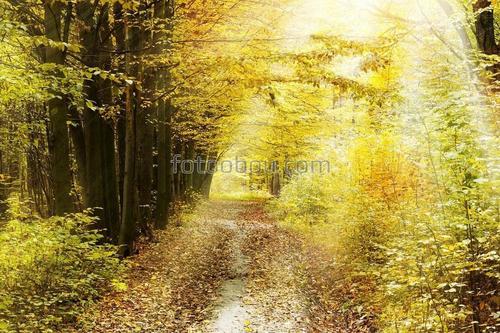 дорога, лес, деревья, зелень, природа