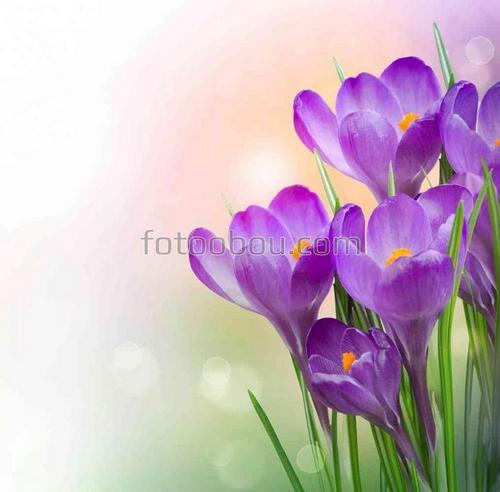 цветы, крокусы, природа, весна
