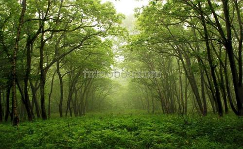 природа, лес, трава, туман, деревья