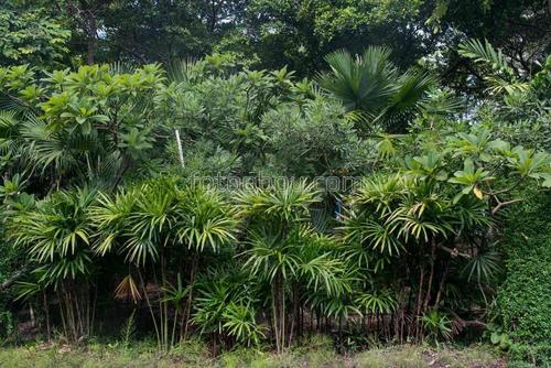 парк, лес, деревья, природа