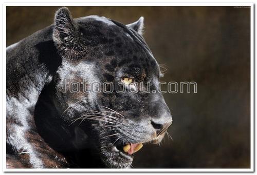 животные, пантера, кошка