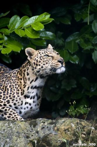 леопард, зеленые, листья