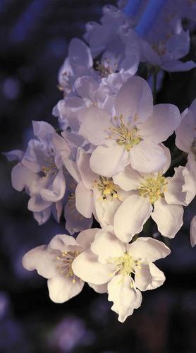 цветы, белый