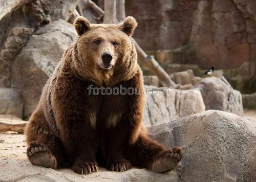 бурый медведь, зверь, животные