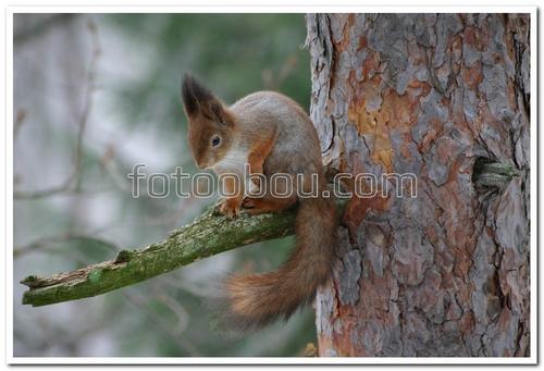 животные, белка, дерево, ветка