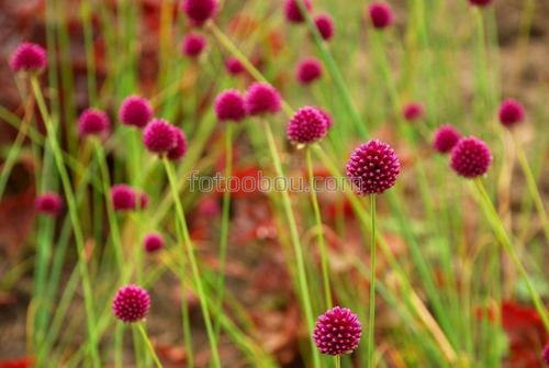 трава, цветы, поле, природа