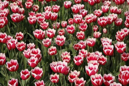 цветы, тюльпаны, природа