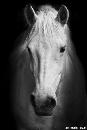 Белая, лошадь, черный