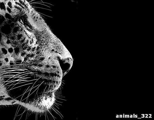 Леопард, черный, фон
