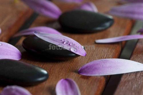 природа, камни, цветы, лепестки