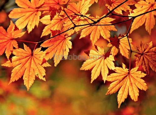 клен, золото, ветки, листья, осень