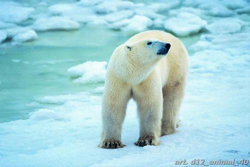 белый, медведь, север