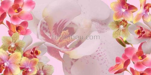 орхидеи, розовые, цветы, композиция