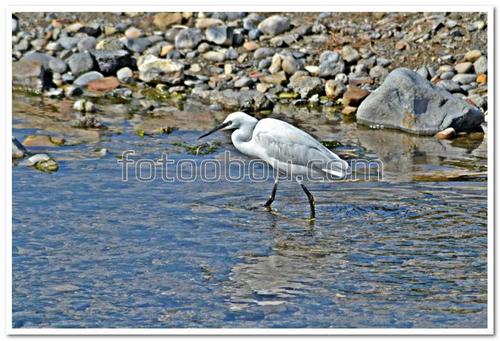 животные, природа, ласточка, вода, камни, пляж
