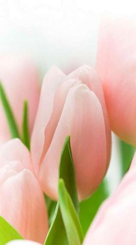 цветы, тюльпаны, розовый, зеленый, букет