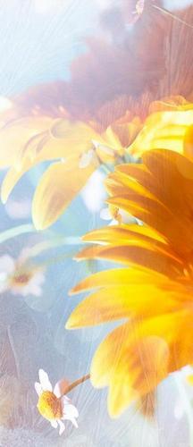 цветы, ромашки, белый, желтый, дымка