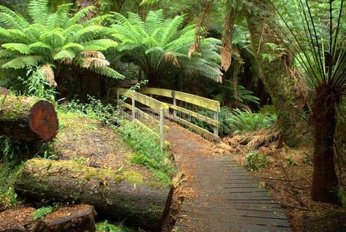 природа, австралия, лес, дорога