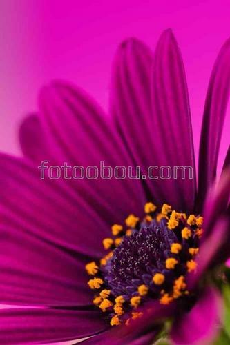 цветы, природа, герберы