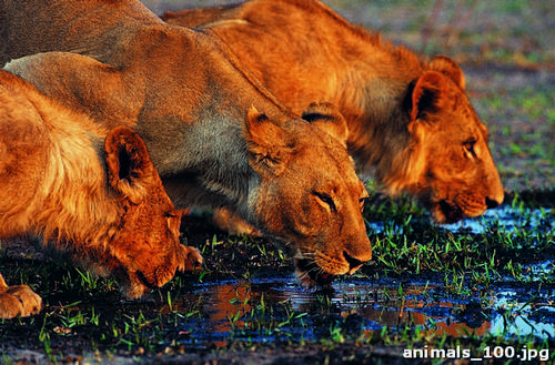 река, водопой, львица