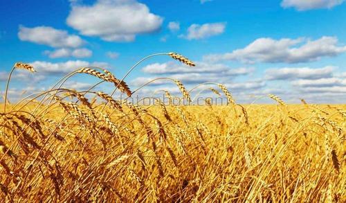 природа, поле, пшеница, трава, небо, облака