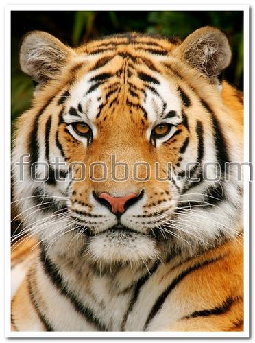 тигр, животные, сафари, хищник