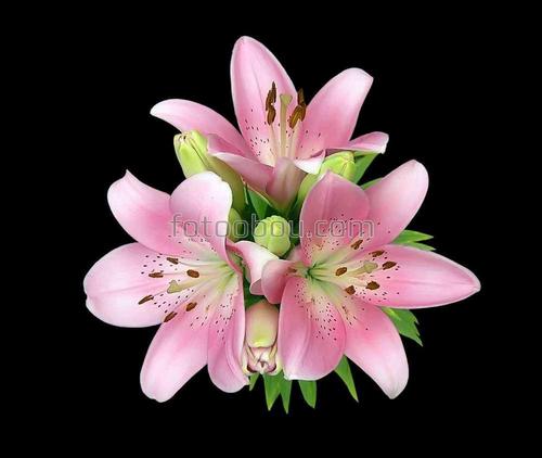 цветы, природа, бутон, лилия