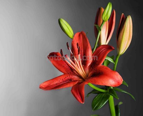 цветы, природа, бутон, лилия