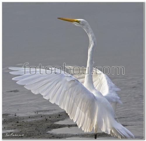 животные, птицы, аист, вода, полет