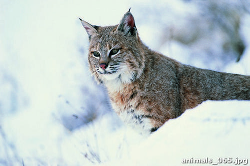Рысь,  зимнем, лесу, снег