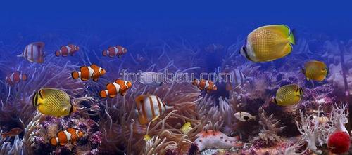 рыбы, под водой, дно, море, кораллы, водоросли