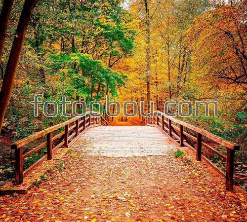 осень, парк, мост, дорога, деревья, лес