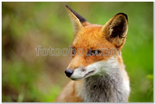 животные, лиса, лисенок, трава