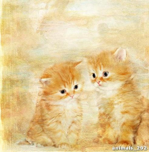 котята, рыжий, белый, пушистый