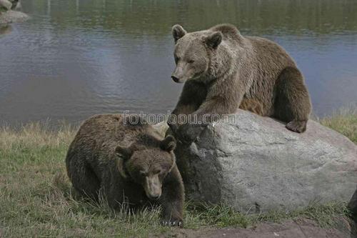 медведи, животные, природа, озеро