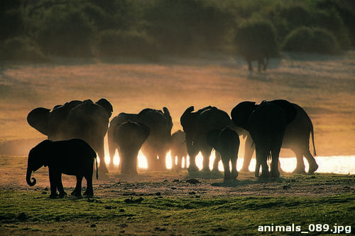 слон, водопой