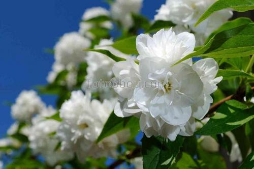 цветы, кусты, природа, листья, ветки