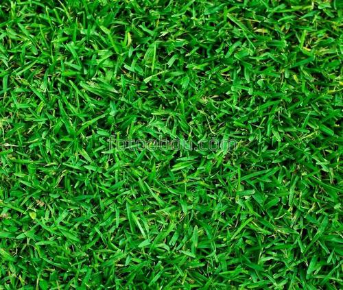 природа, трава, лужайка, поле