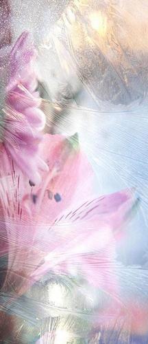 стекло, мороз, цветы, розовые