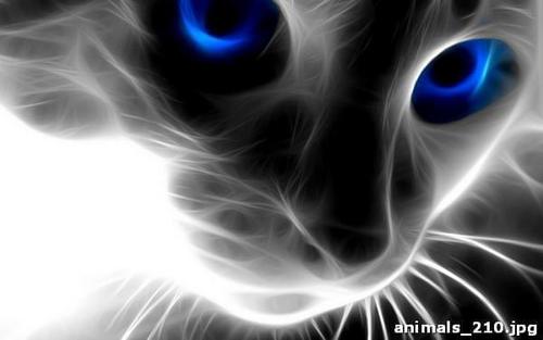 Привидение, сиамского, кота