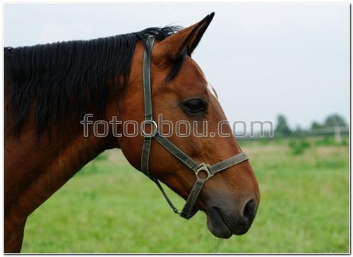 животные, конь, лошадь