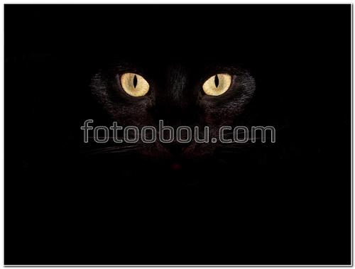 животные,кошки, глаза, в темноте
