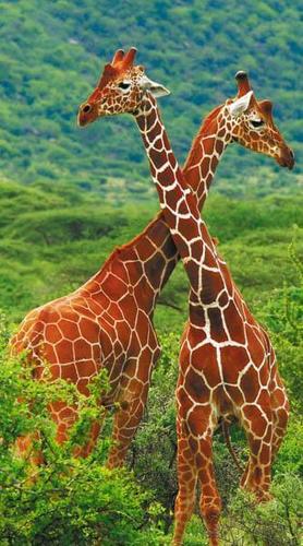 жираф, гора, трава, дерево, зеленый