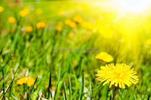 одуванчик, трава, поле, весна, природа