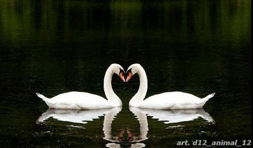 Клятва, верности, озеро, лебеди, белый