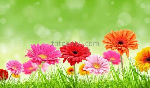 цветы, герберы, природа, сад, трава