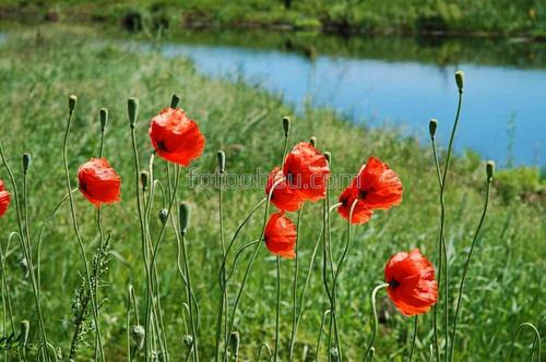 цветы, маки, природа, поле, река