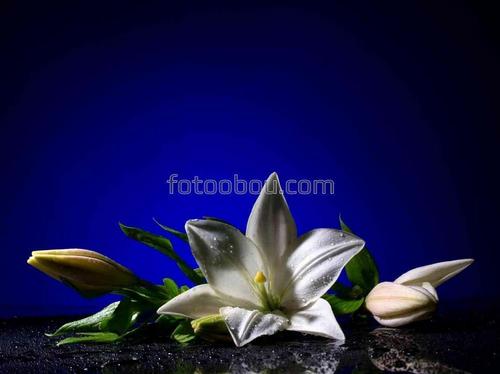 цветы, природа, бутон, роса, капли