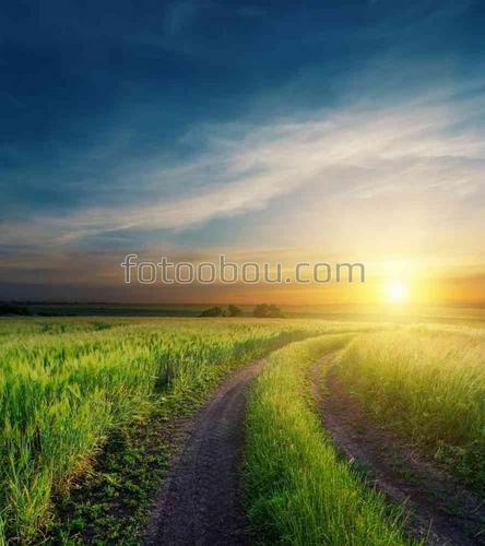 дорога, поле, природа, закат, трава