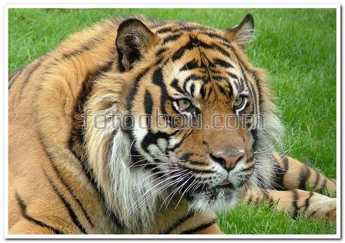 животные, тигр, трава, хищник,